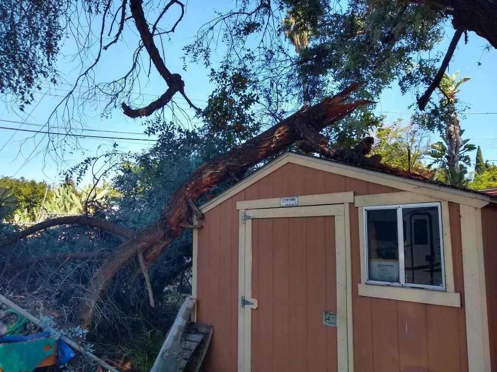 A large tree branch has fallen onto a small wooden shed, causing visible damage. The sky is clear and blue in the background.