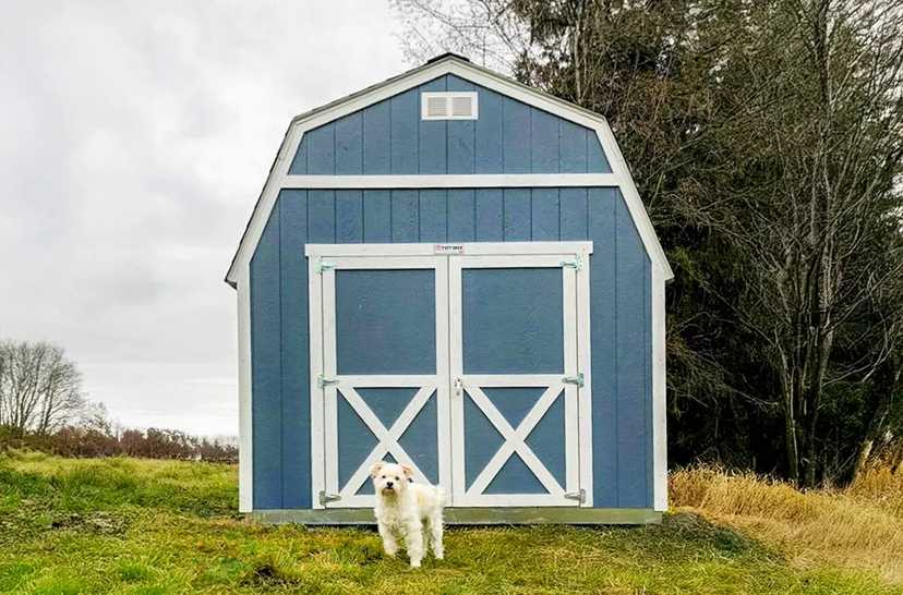 Blue and white barn in a field with a small white dog standing next to it