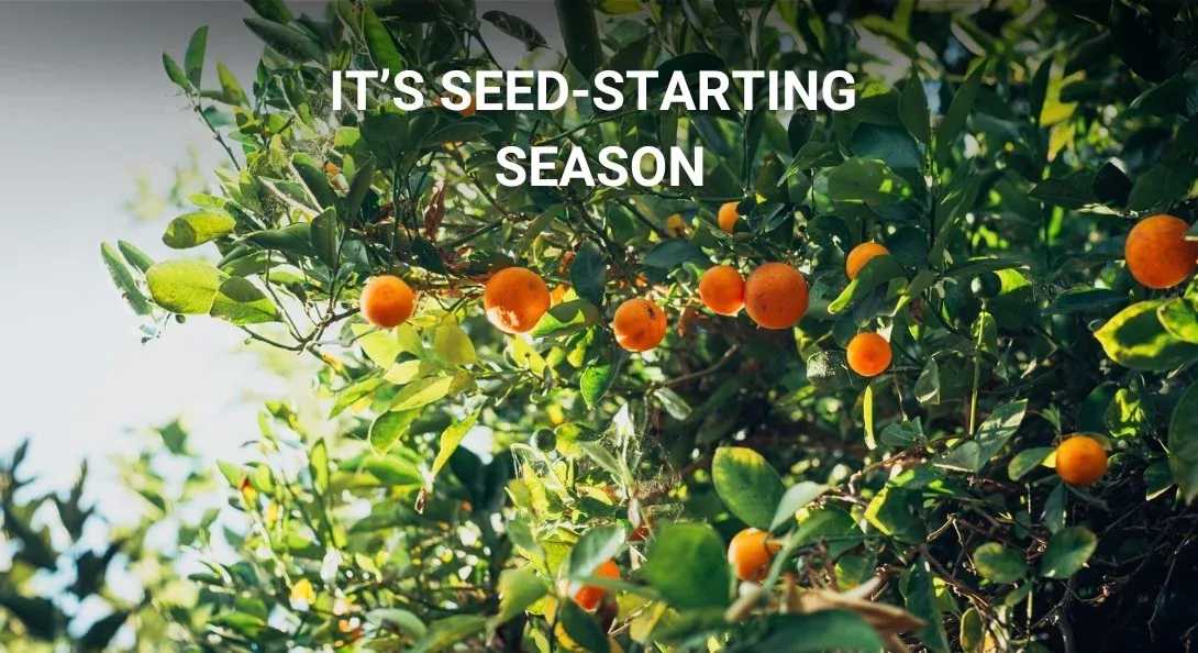 Its seed starting season text overlay on top of a bunch of fruit growing.