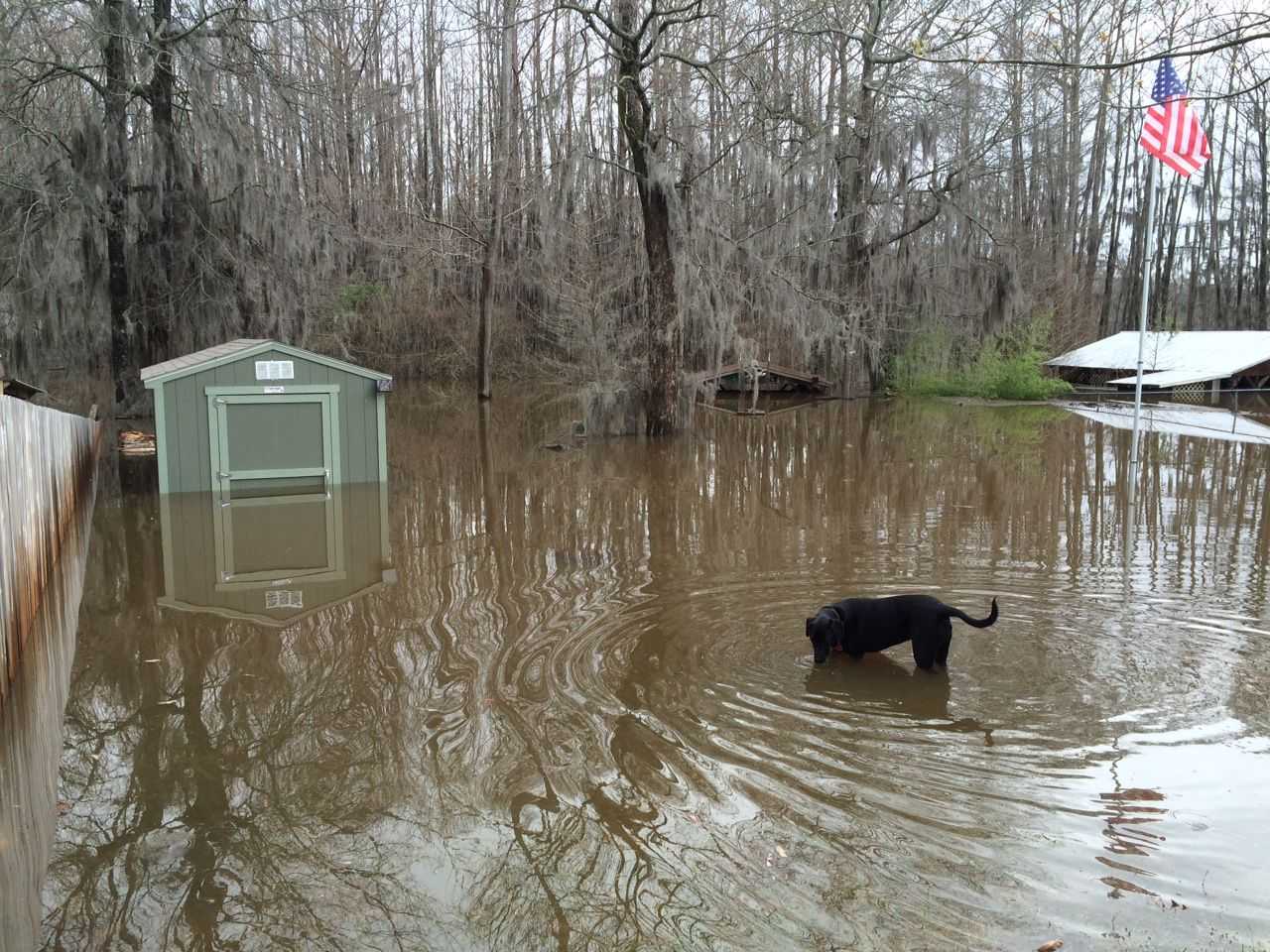 A black dog stands in floodwater near a submerged Tuff Shed