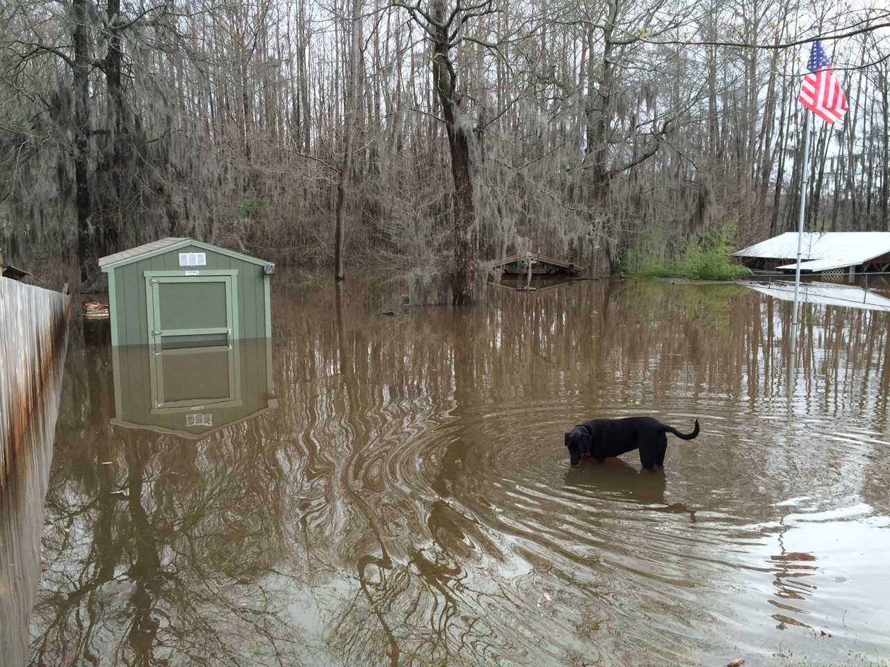 Tuff Shed Submerged in Floodwater A black dog stands in floodwater near a submerged Tuff Shed