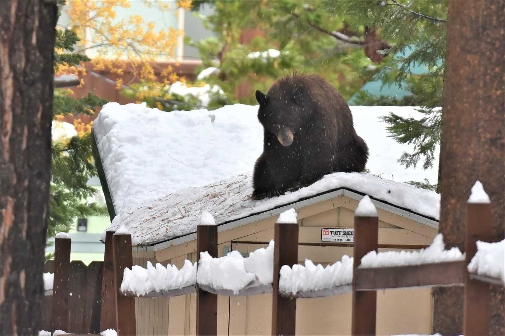 A Bear on the roof of a Shed.