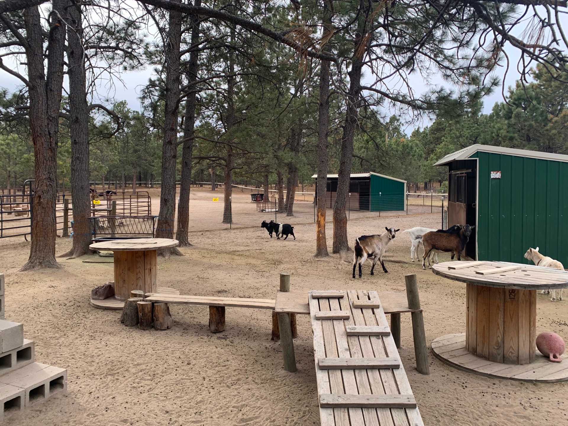TR-800 Therapeutic Retreat oustide area with goats and a farm