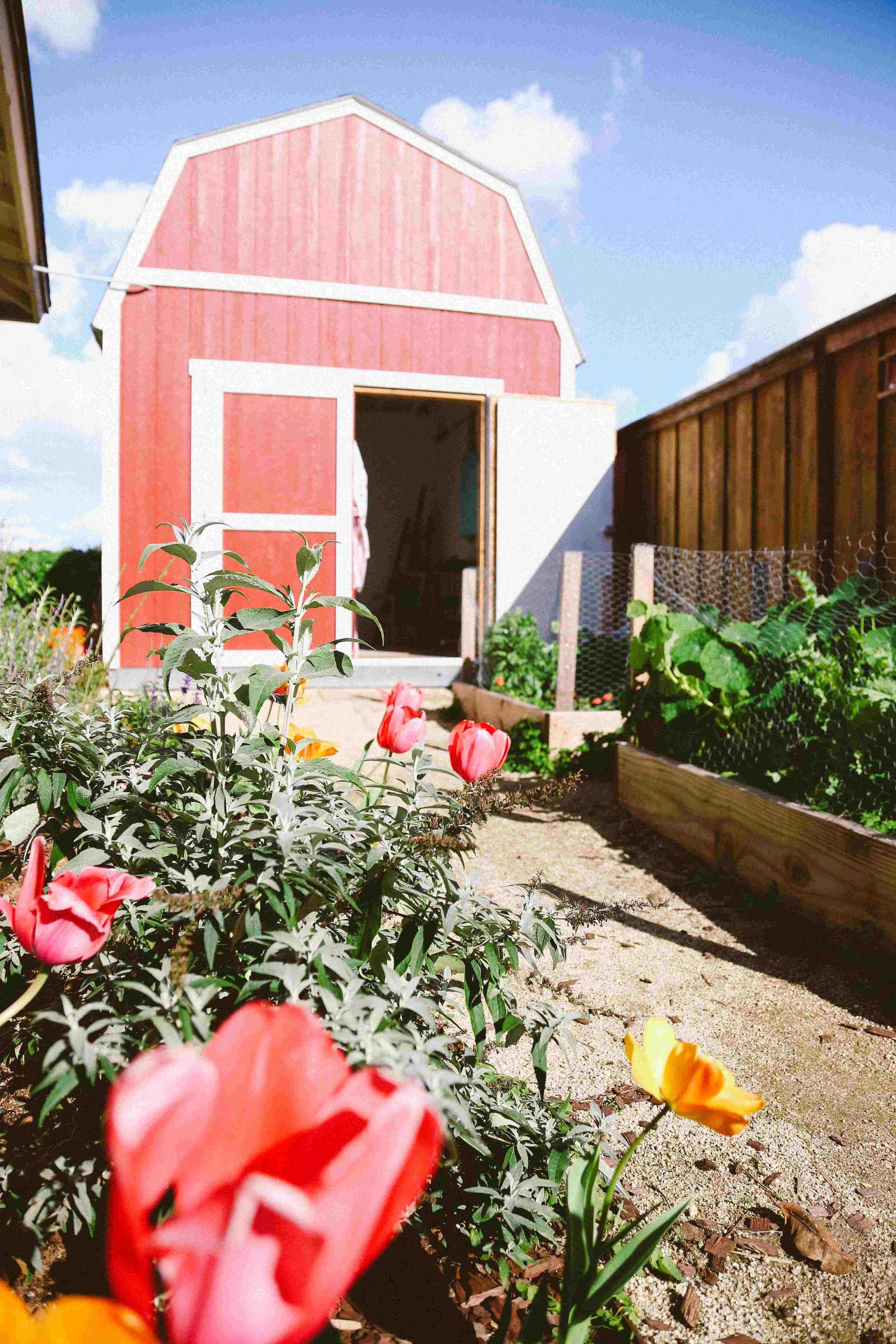 a red barn with white trim and one side of the double doors open, set in the blooming garden