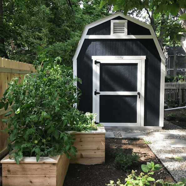 A black and white TB600 shed in a backyard, surrounded by lush greenery and raised wooden garden beds under a clear sky.