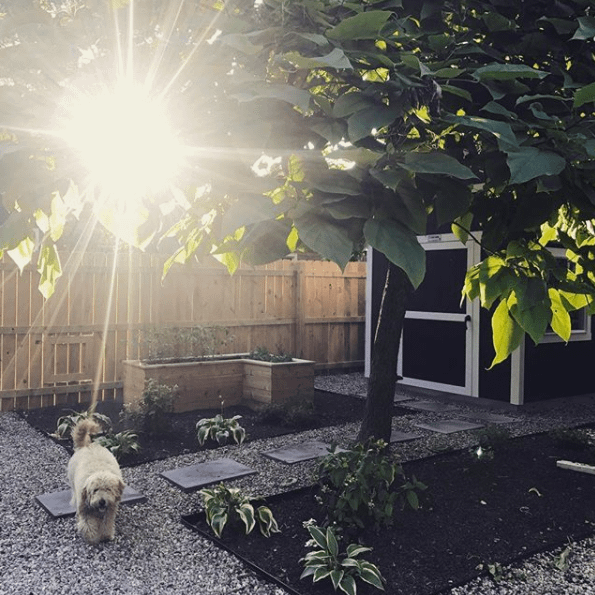 Exterior Garden Shed A small dog walks on a gravel path in a garden with sunlight filtering through trees, wooden planters, TB600 shed in the back, and a fenced yard.