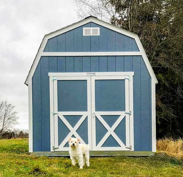 A small white dog stands in front of a blue and white TB600 shed on a grassy field